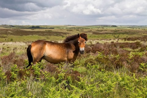 The Exmoor pony is a breed of horse native to the British Isles