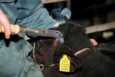 Domestic Cattle