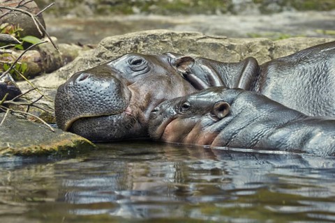 Pygmy hippopotamuses