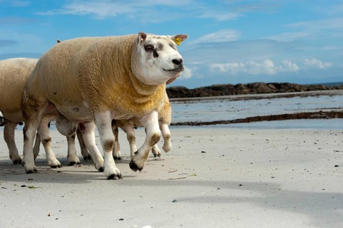 Domestic Sheep
