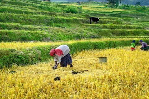 Woman collecting cattle dung for organic fertiliser from terraced paddy fields