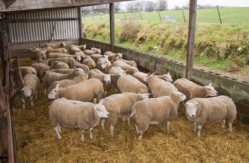 Domestic Sheep