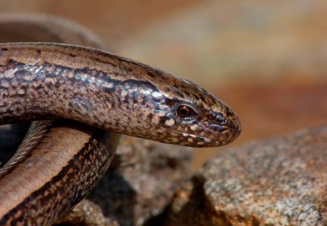 Slow worm
