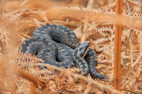 Adder
