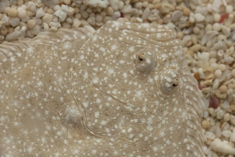 Turbot