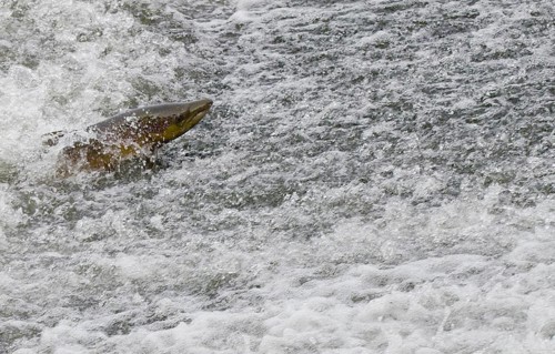 Atlantic salmon