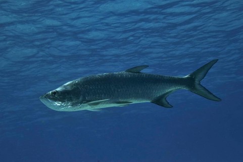 Megalops atlantica