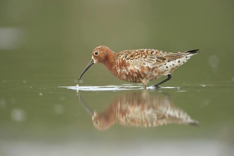 Curlew Sandpiper