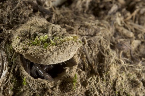 Moggridge's Trapdoor Spider