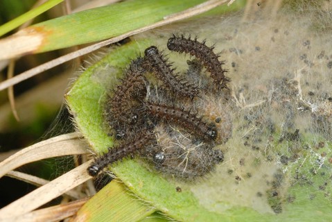 Marsh Fritillary