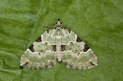 Green Carpet