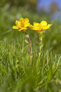Pyrenean Avens