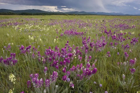 Showy Locoweed