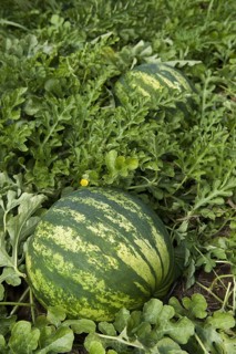 Watermelon