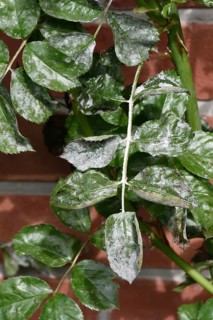 Powdery Mildew