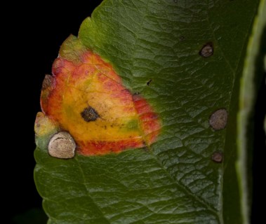 Cultivated Apple