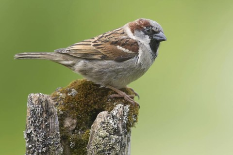 House sparrow