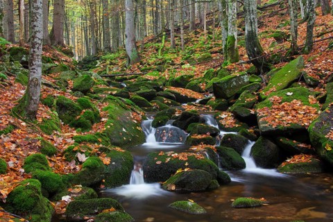 Waterfall at the Kleine Ohe