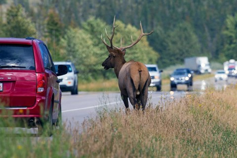 Moose