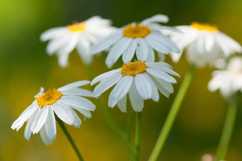 (Tanacetum corymbosum)
