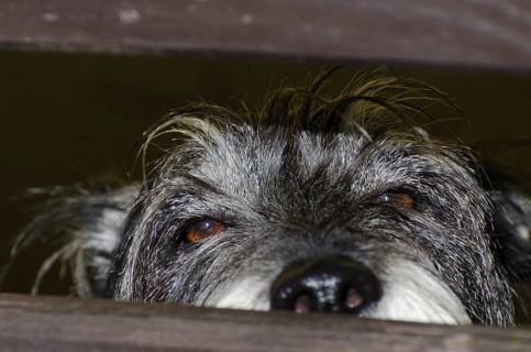 schnauzer