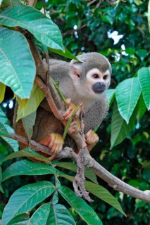 Common squirrel monkey