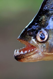 Red piranha