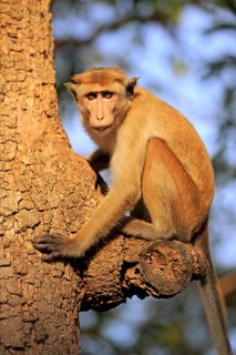 Toque macaque