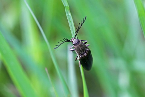 Metallic bark click beetle