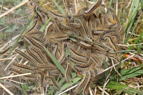 Spurge moth