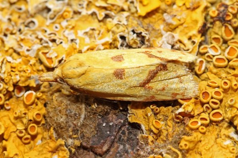 Hook-marked straw moth