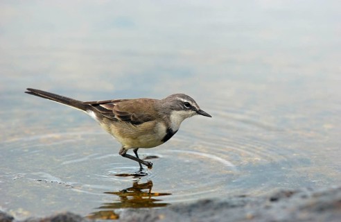 Cape wagtail