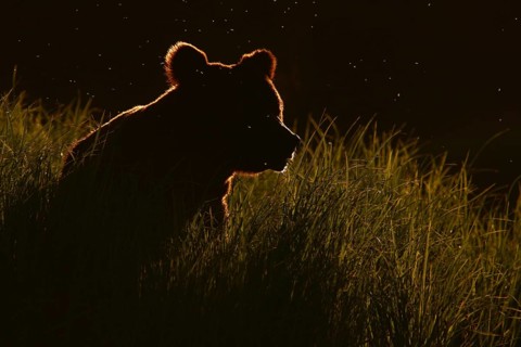 Grizzly Bear