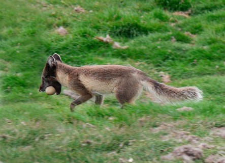 Arctic Fox