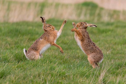European Hare