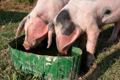 Domestic pig
