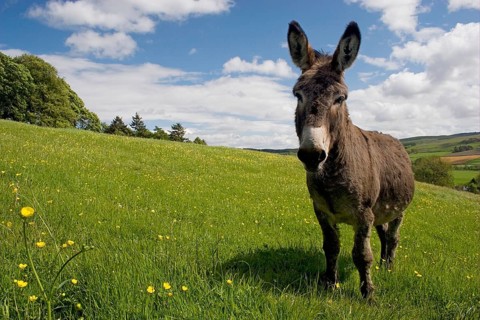 Donkey