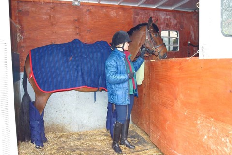 Horse Horse in the horsebox compartment