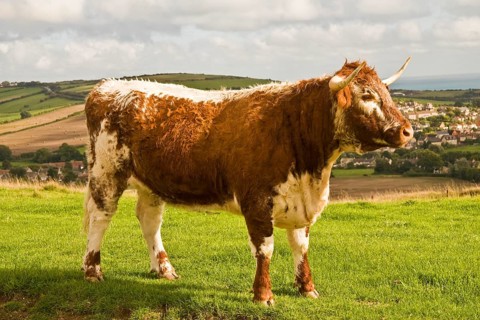 Domestic cattle
