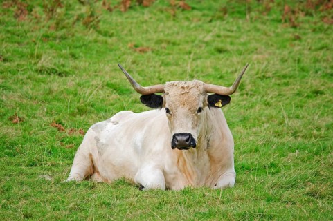 Domestic Cattle