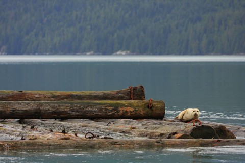 Pacific Common Seal