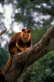 Kangaroo