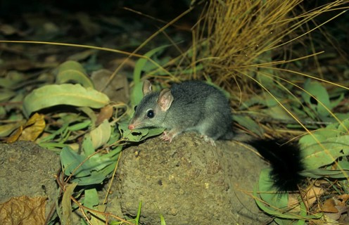 Brush-tailed phascogale
