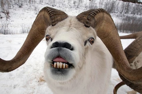 Dall dall sheep