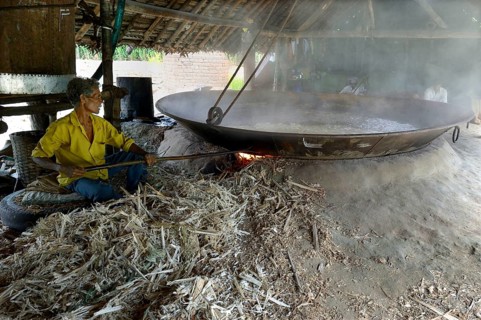 Sugar cane