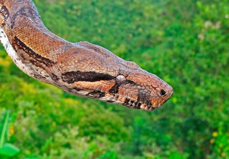 Boa constrictor