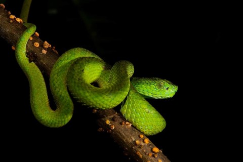 Honduran Palm-pitviper
