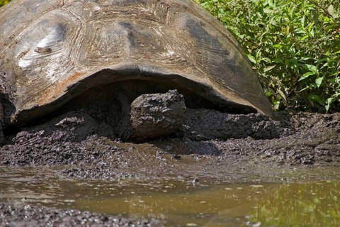 Testudo elephantopus porteri porteri porteri