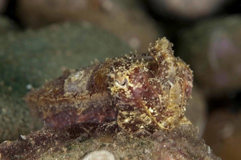 Cuttlefish