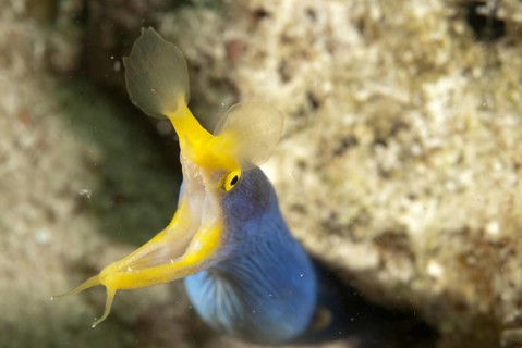 Nose moray eel